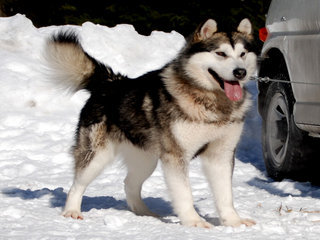 Chinook__3__1.JPG