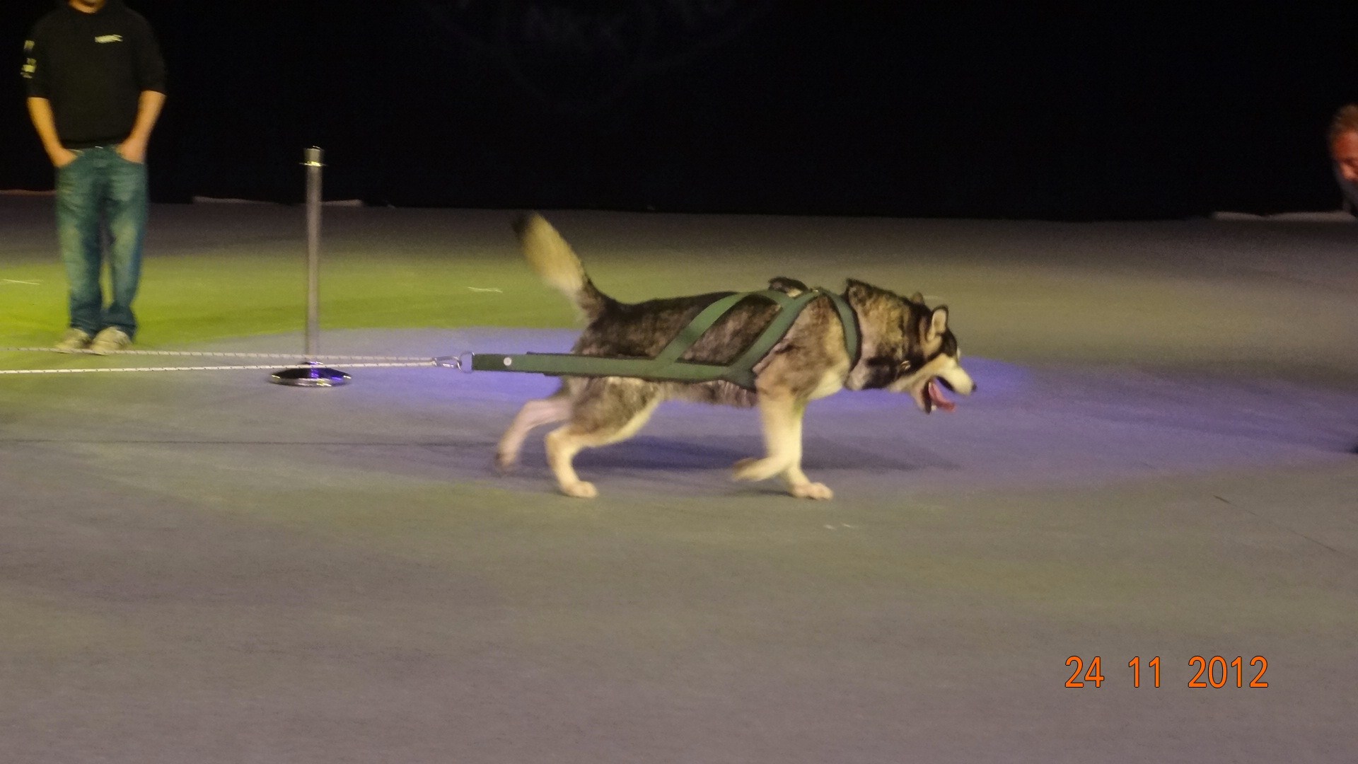 Dogs4all.JPG