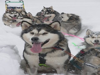 Foto.Kennel_Snowcutter_1.jpg