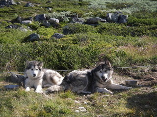 IMGP1189_1_1.JPG