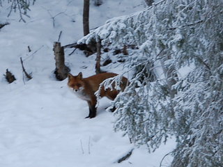 Januar_2009_013_1.jpg