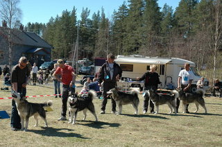 Kennel_Snowcutter_1_1_1.jpg