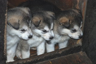 Malamutekullet_019_1_1.jpg