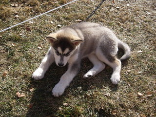 Merket_2007_016_1_1.jpg
