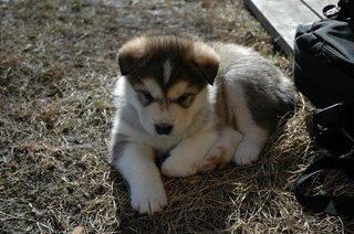 Teddy_kullet_002_1_1.jpg