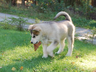 Valper_10_uker__19__1.JPG