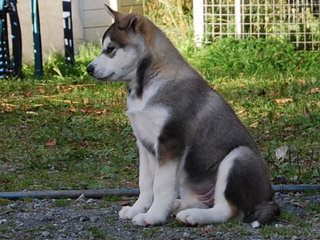 Valper_9_uker__20__1.JPG