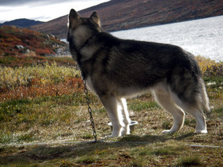 Vidda_samling_NAMK_september_09__11__1.JPG