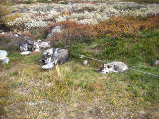 Vidda_samling_NAMK_september_09__3__1.JPG