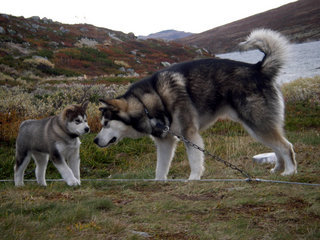 Vidda_samling_NAMK_september_09__8__1.JPG