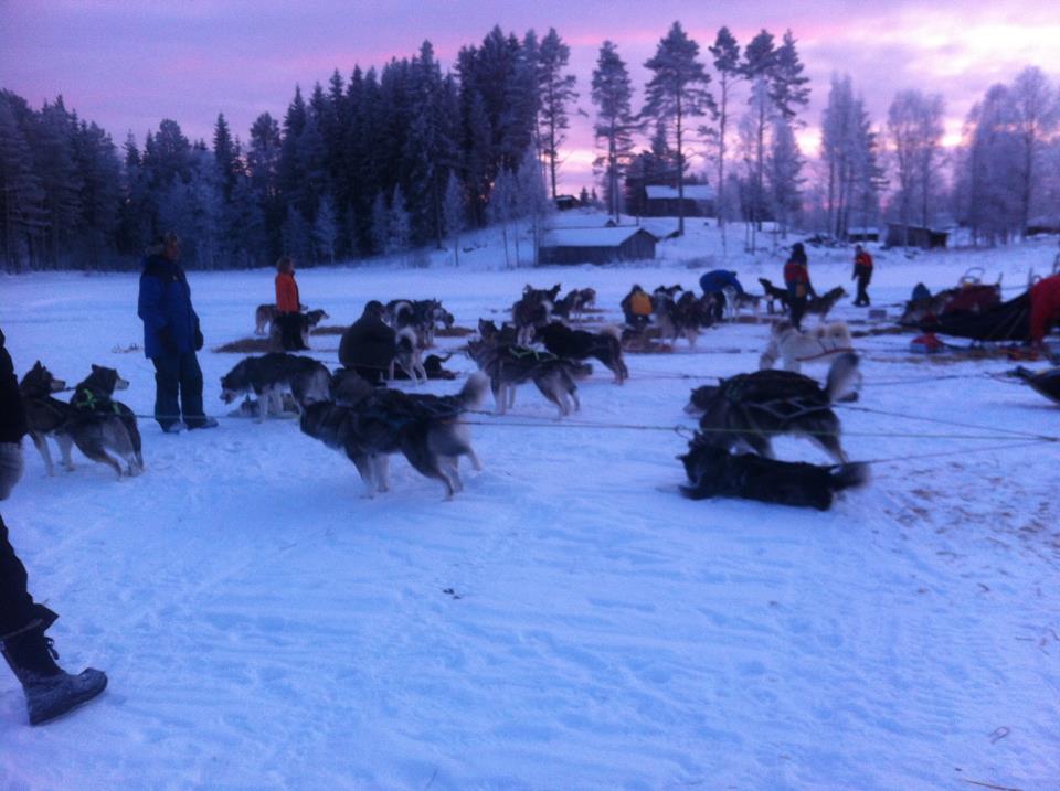 Vild.racet_2013__14_.jpg