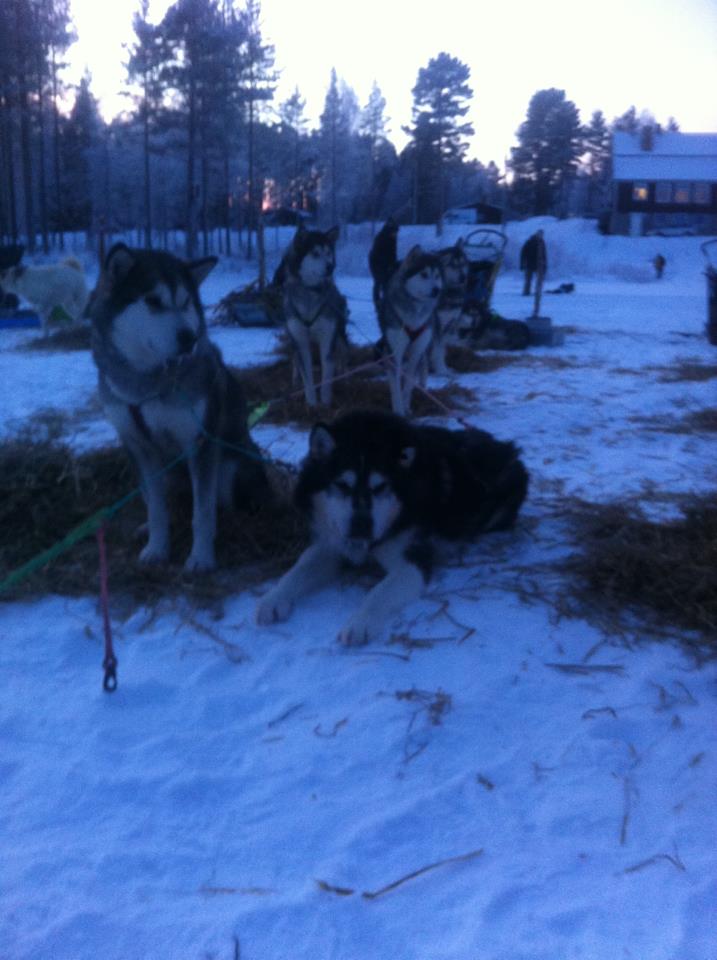 Vild.racet_2013__5_.jpg