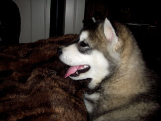 ZIVA_9_UKER__4__1_1.JPG