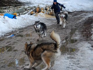 Ziva__Rim_og_Kenai__44__1.JPG