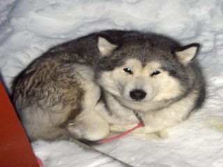 p_lopet_2010__10__1.JPG