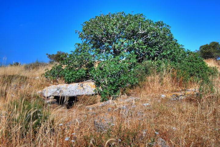 Fikentre i Israel i Migdal Malcha utsprunget Fig_tree_Israel_Biblewalks