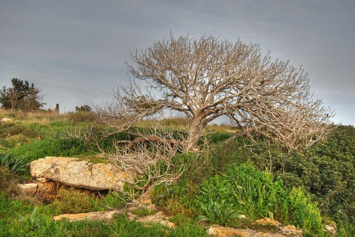 Fig tree winter Israel Biblewalks