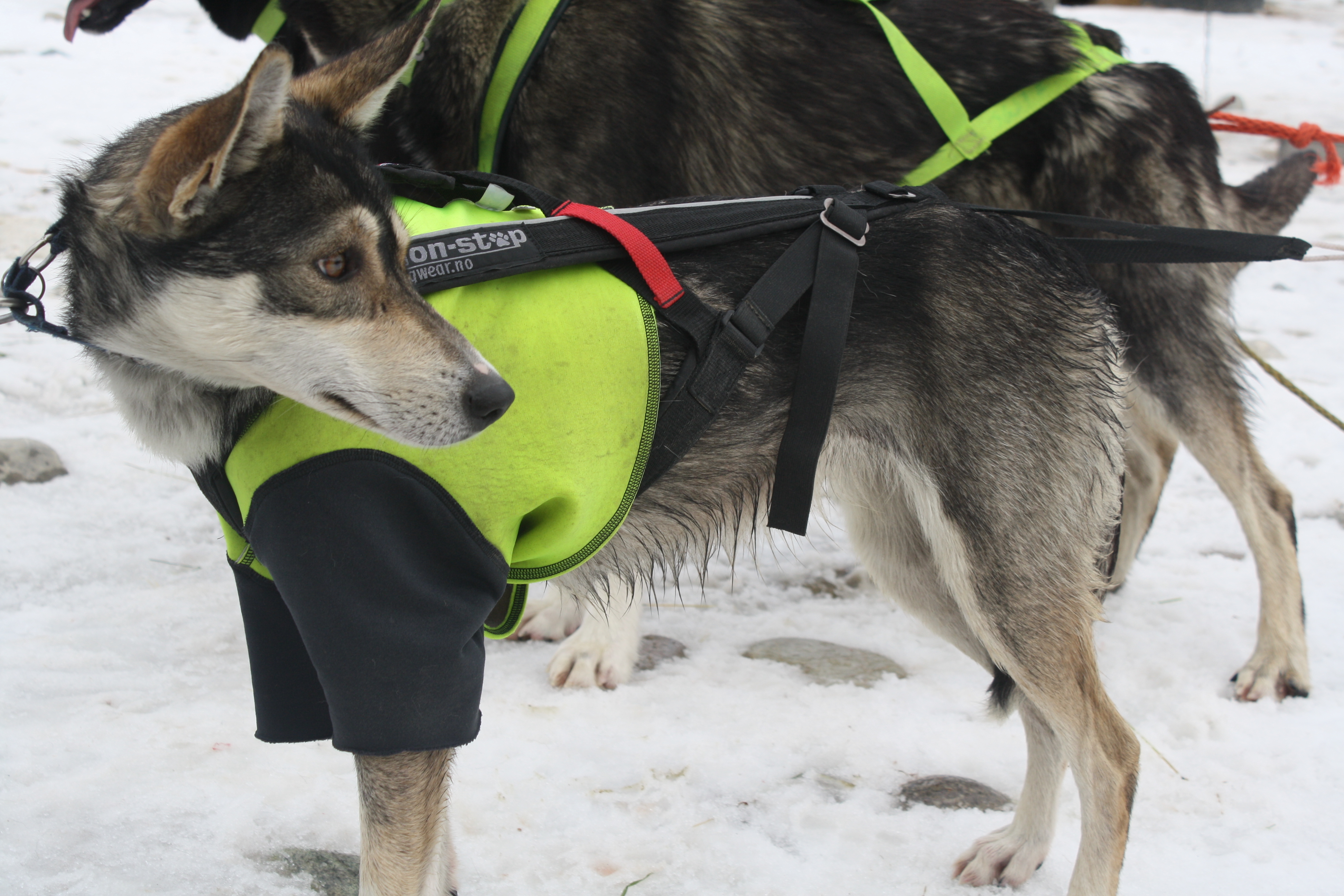 hund_143.jpg
