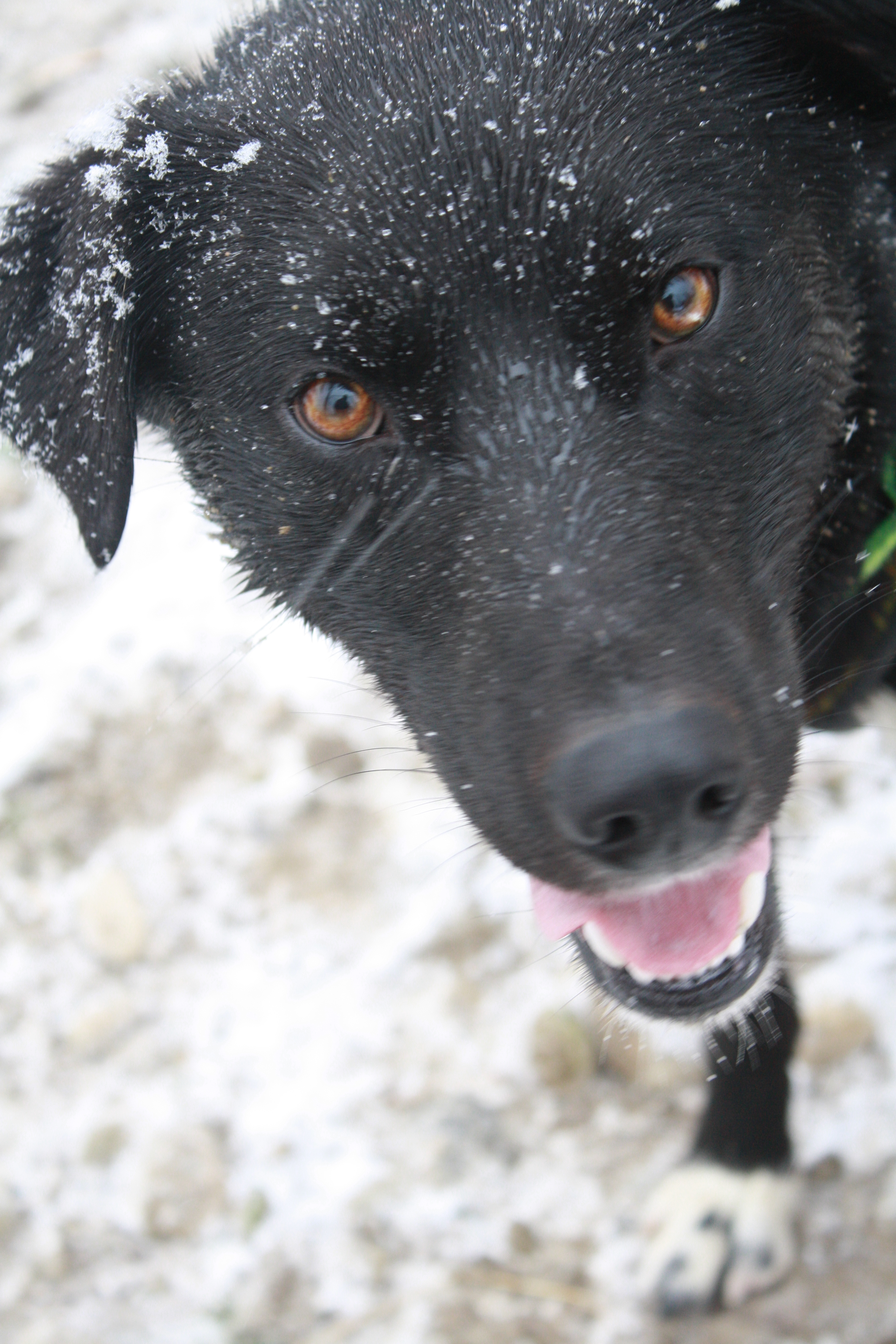 hund_014.jpg