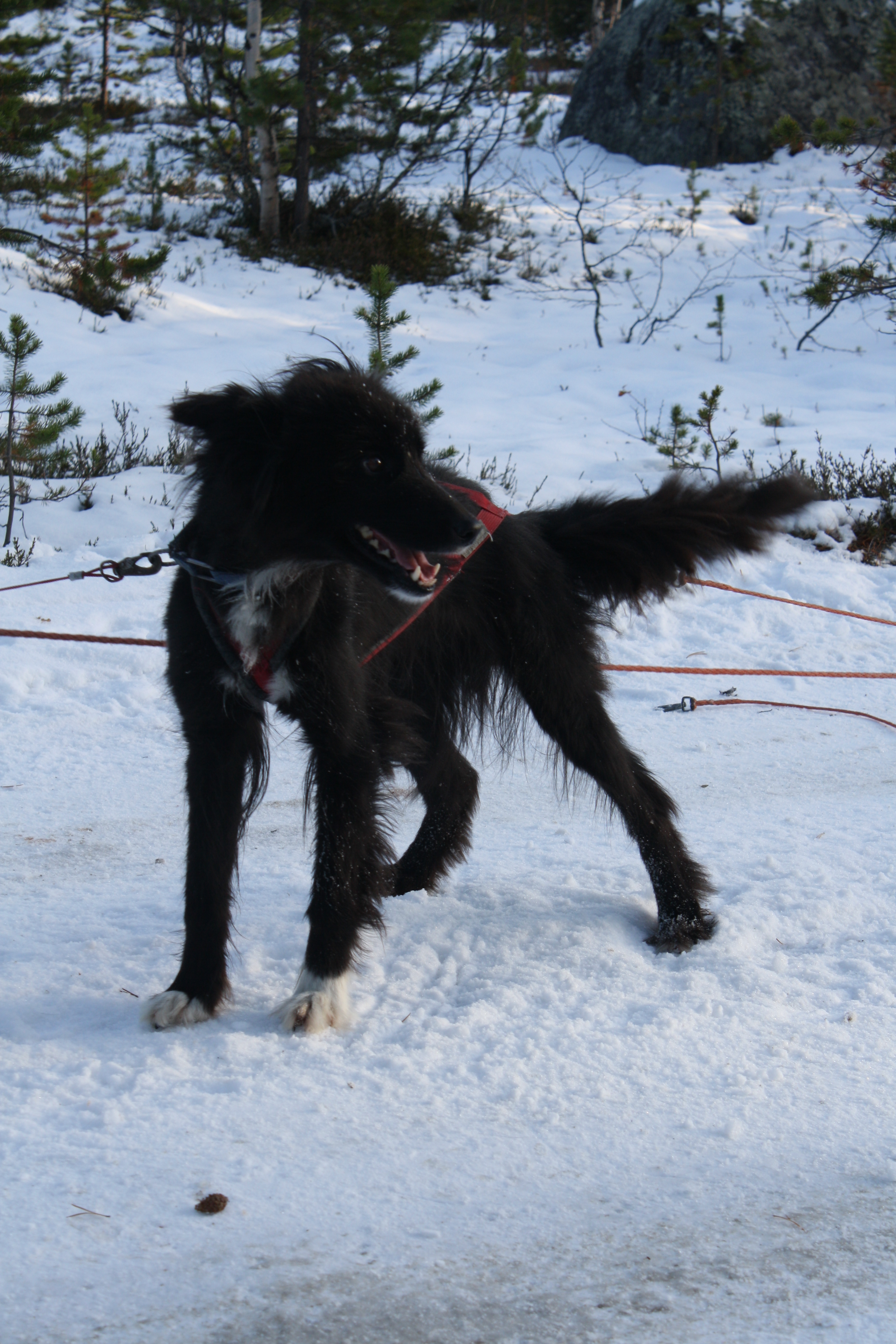 hund_096.jpg