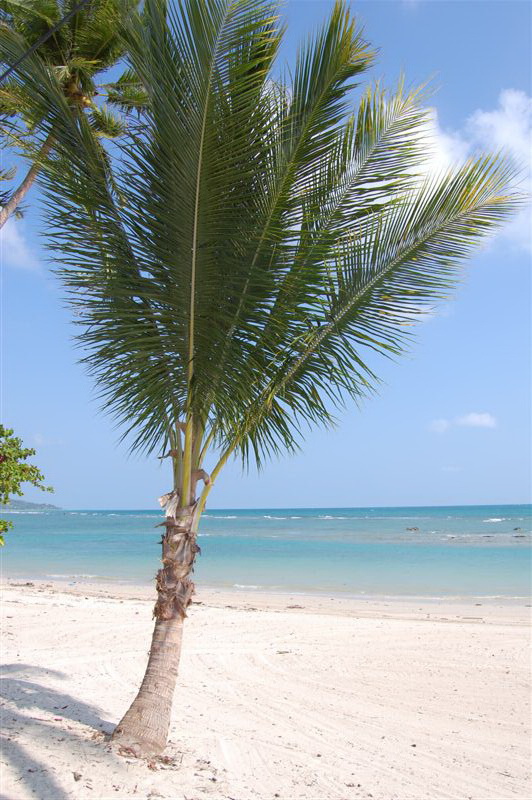 Strand.palme.JPG